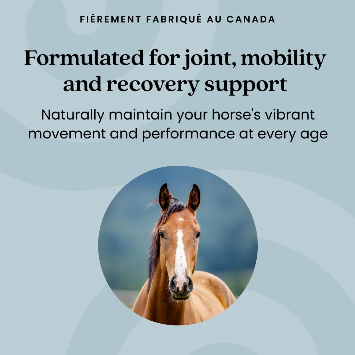 Equine Recovery Extra Strength | Purica®| Powder - Image 12