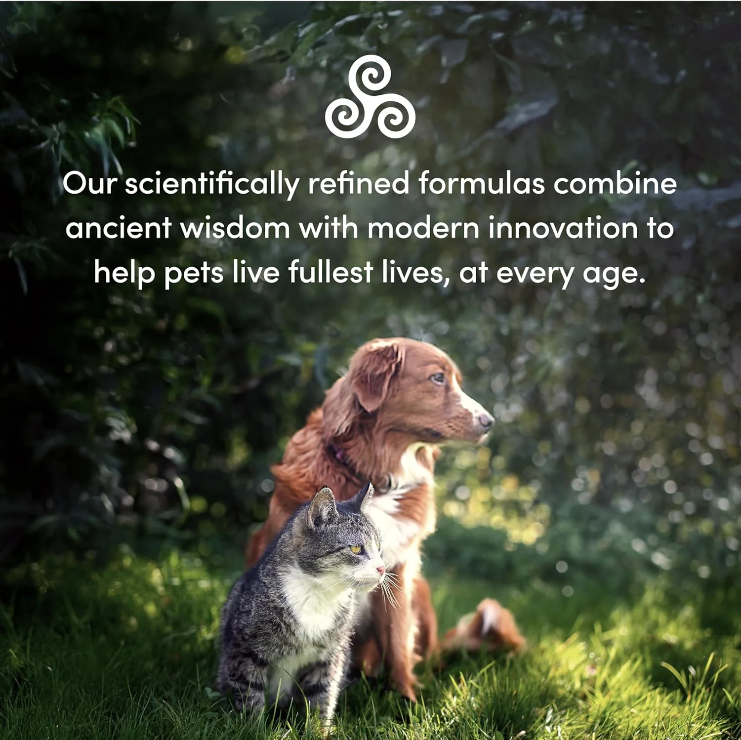 Pet Recovery Extra Strength | Purica® | Various Sizes - Image 13