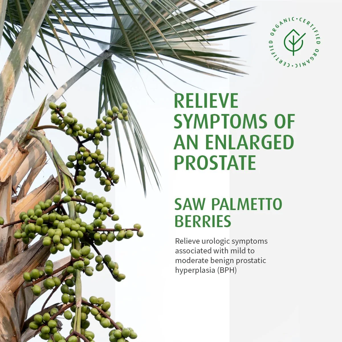 Prostate 1 by A. Vogel – Prostate, Urinary Flow & Men’s Health Support | 30 Capsules - Image 5